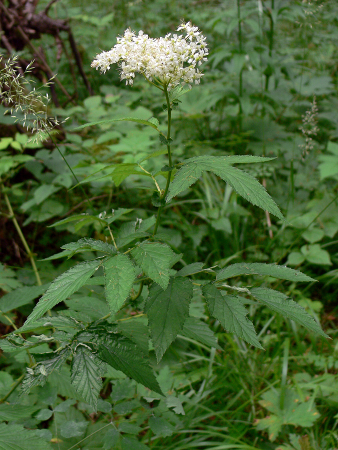 Image of Filipendula ulmaria specimen.