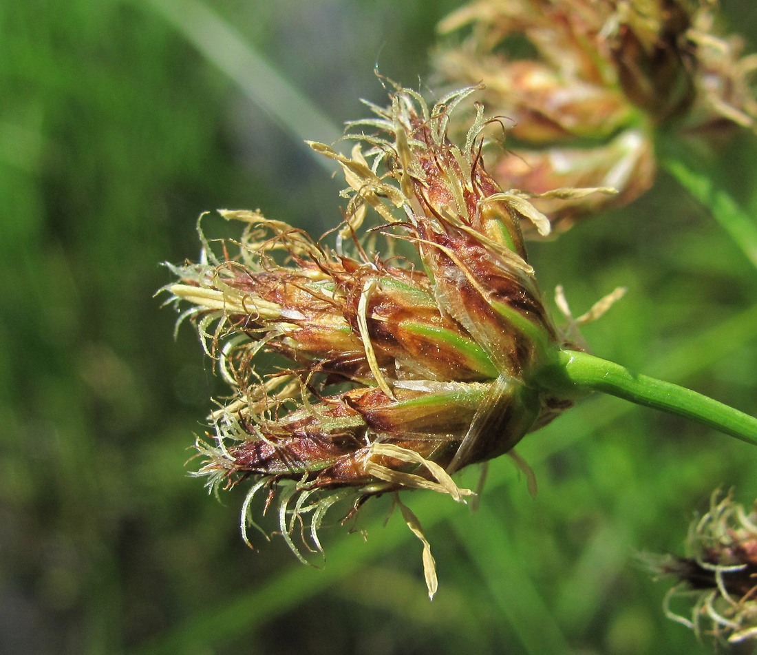 Image of genus Bolboschoenus specimen.