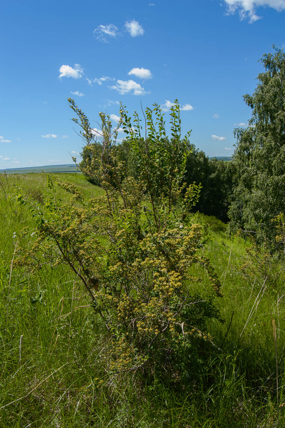 Изображение особи Spiraea crenata.