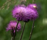 Cirsium heterophyllum