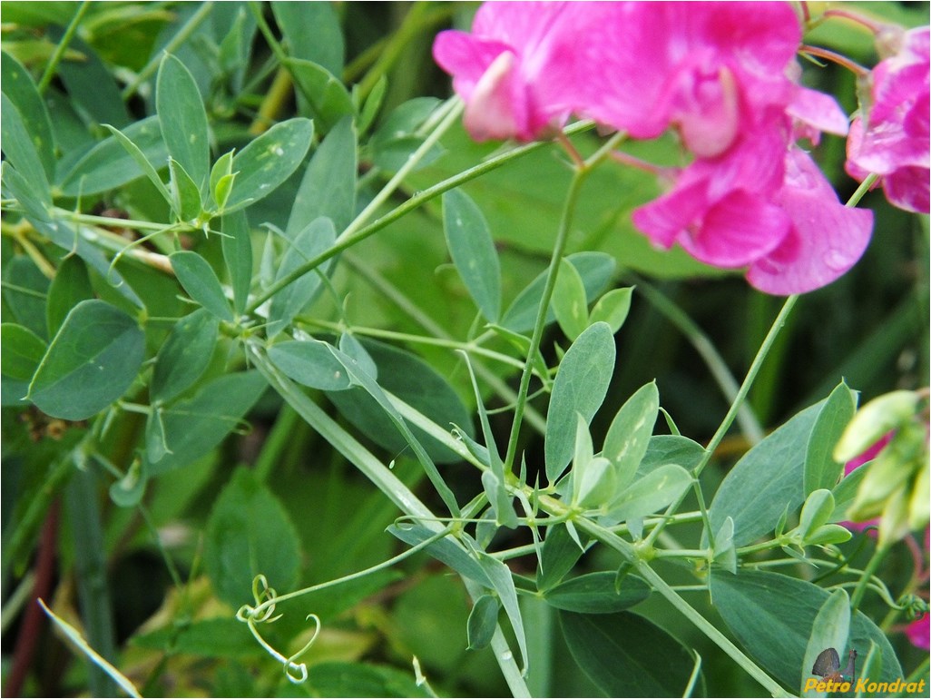 Изображение особи Lathyrus tuberosus.