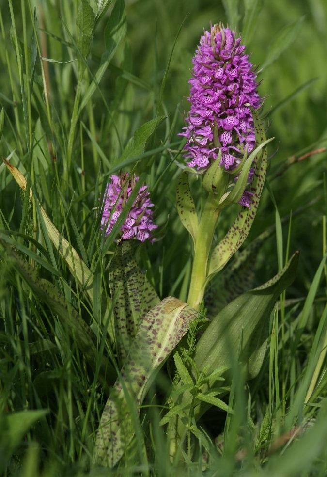 Image of Dactylorhiza baltica specimen.