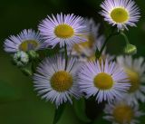 Erigeron annuus ssp. lilacinus