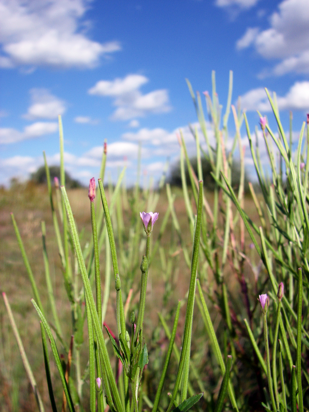 Изображение особи род Epilobium.