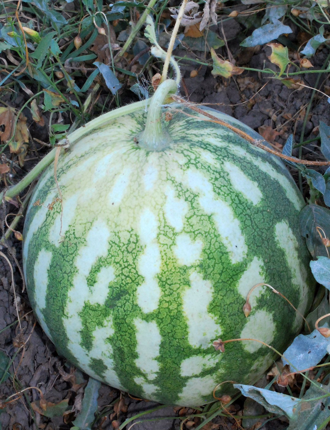Image of Citrullus lanatus specimen.