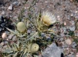 Cirsium turkestanicum