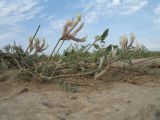 genus Astragalus