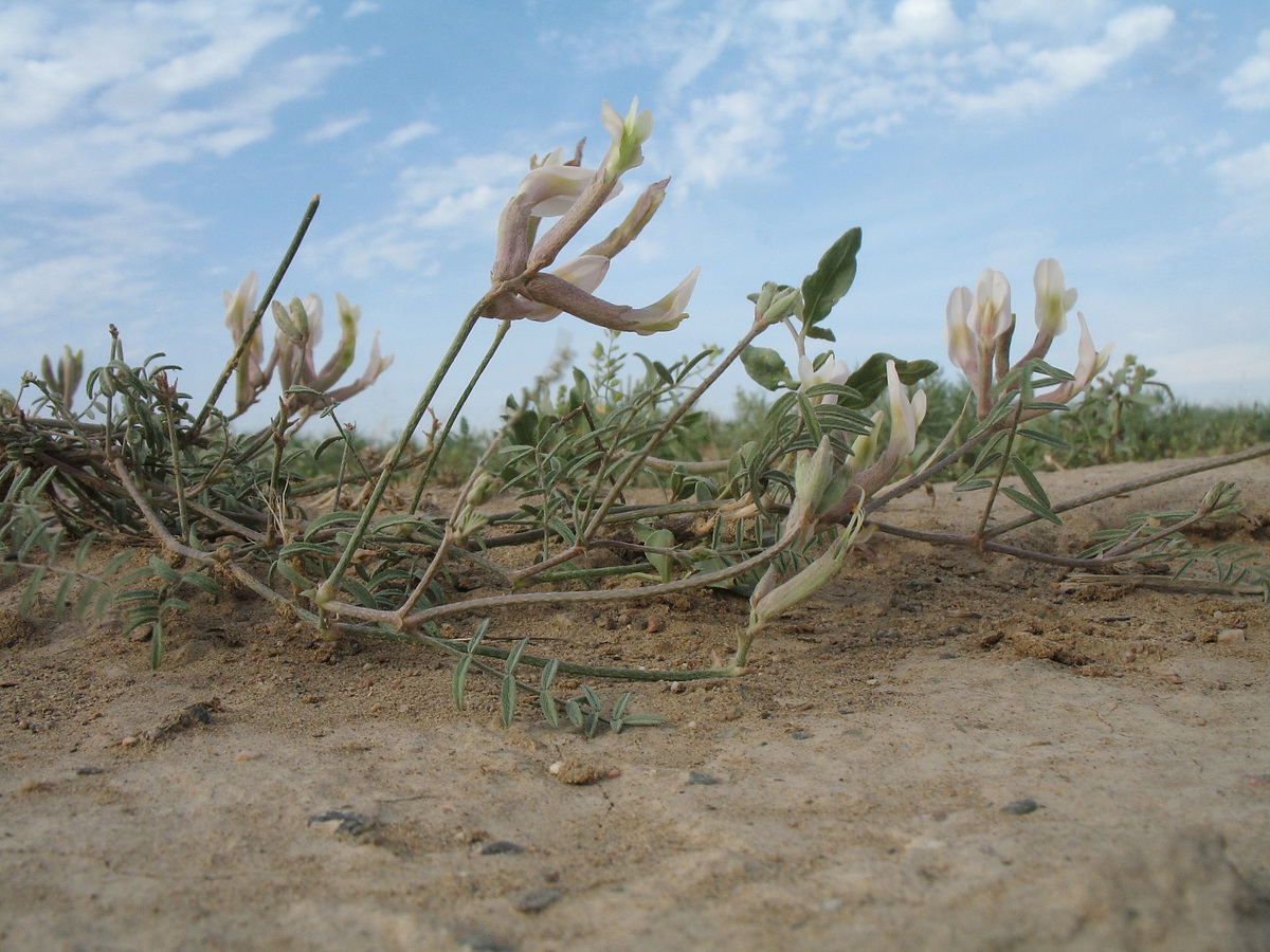 Изображение особи род Astragalus.