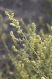 Salsola tragus