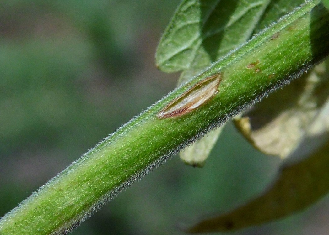 Image of Chaiturus marrubiastrum specimen.