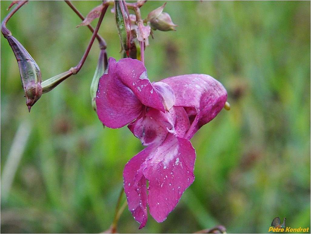 Image of Impatiens glandulifera specimen.