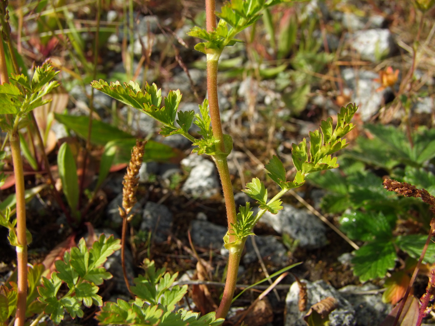 Image of Potentilla supina ssp. paradoxa specimen.