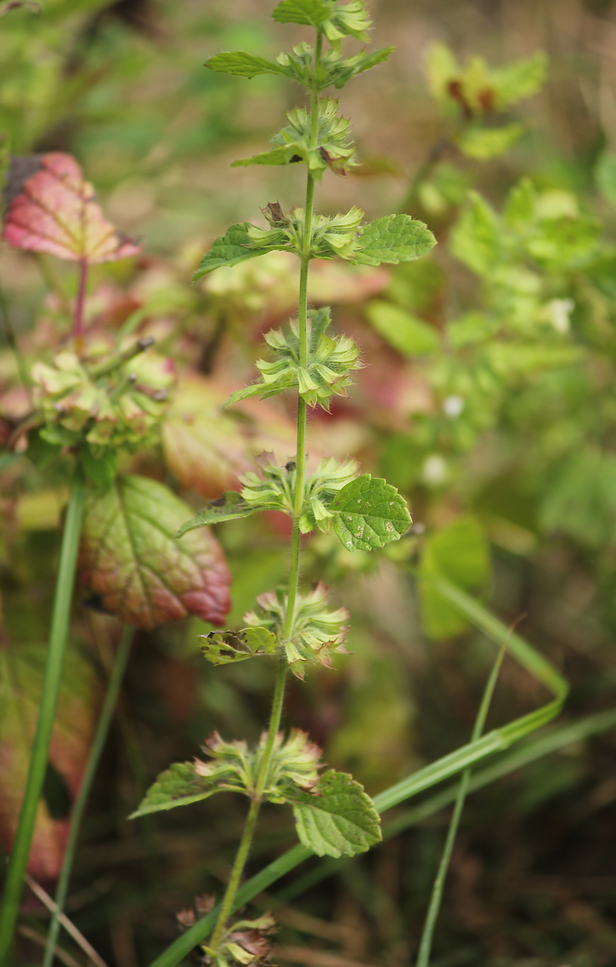 Image of Melissa officinalis specimen.