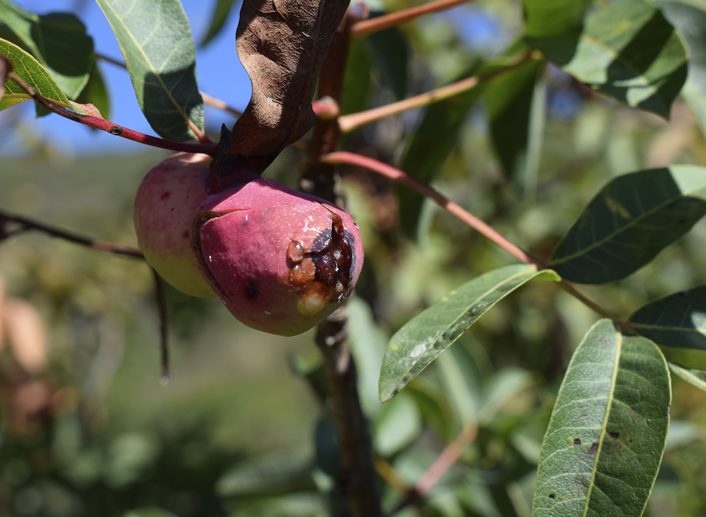 Изображение особи Pistacia terebinthus.