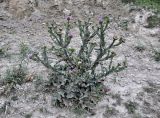 Onopordum acanthium. Цветущее растение. Таджикистан, Фанские горы, долина р. Чапдара, ≈ 2500 м н.у.м., осыпающийся сухой склон. 03.08.2017.