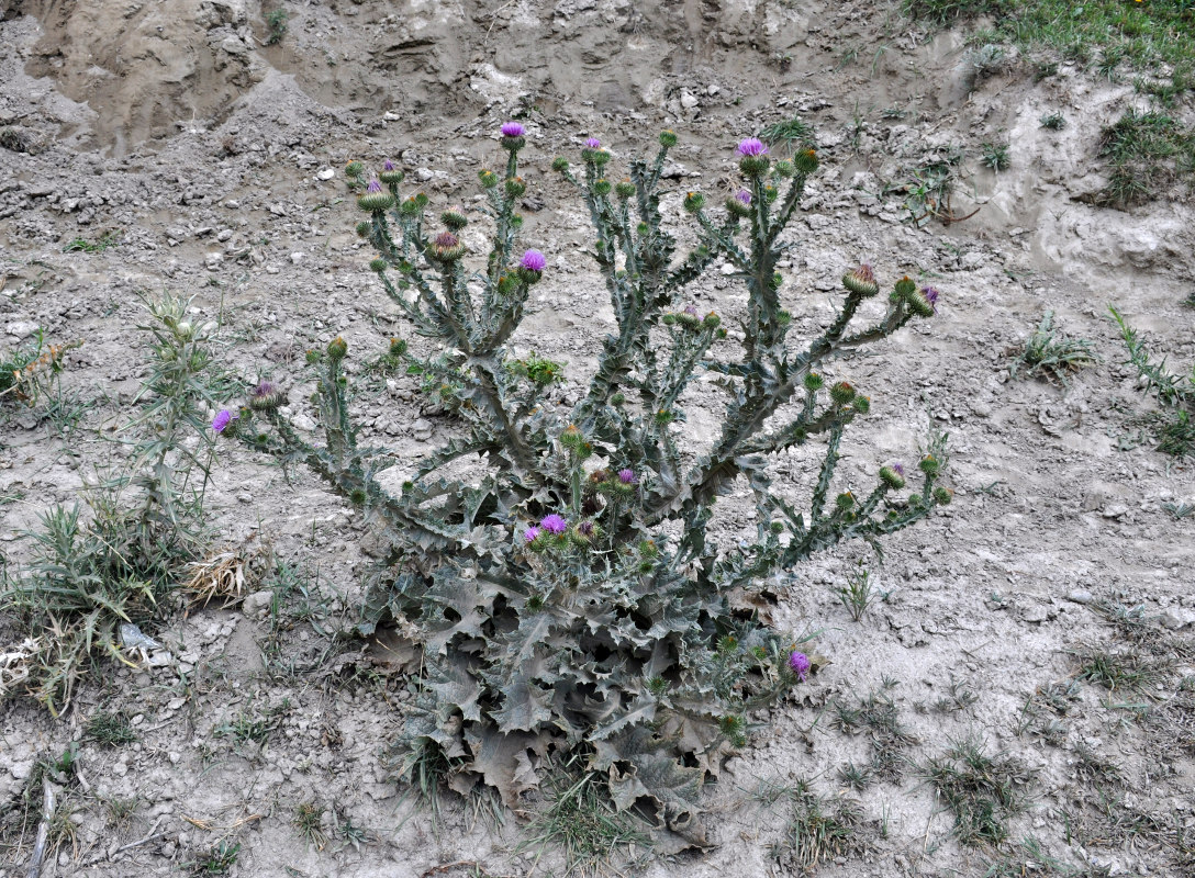 Image of Onopordum acanthium specimen.