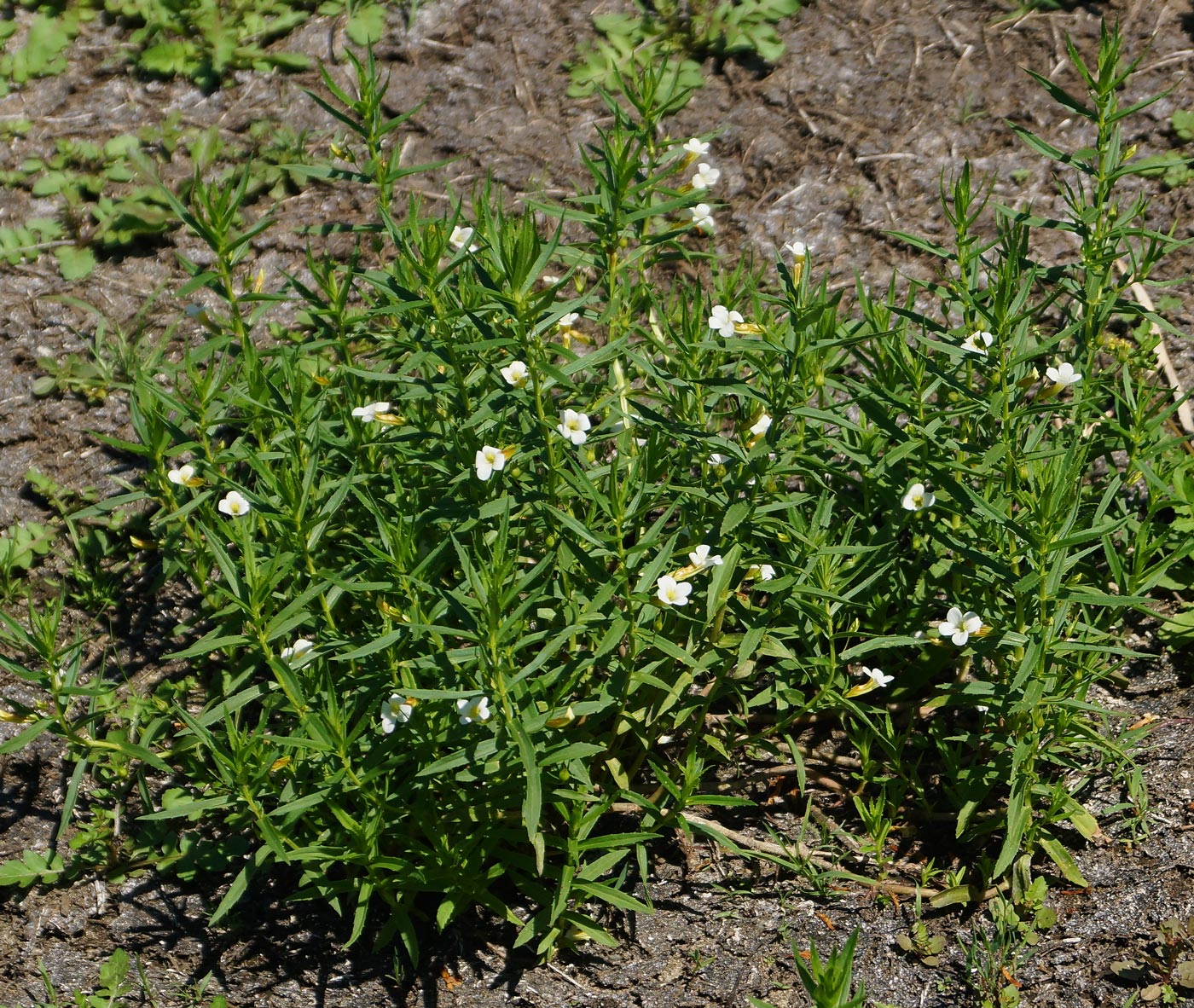 Изображение особи Gratiola officinalis.