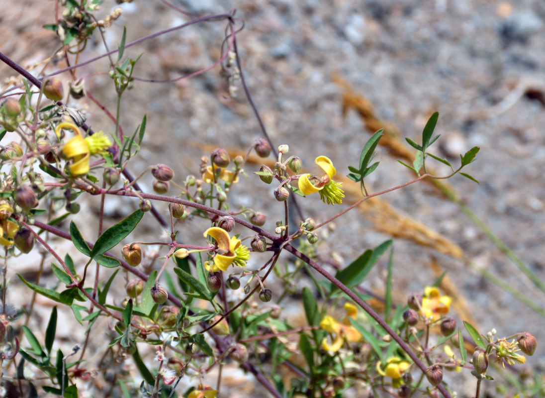 Image of Clematis orientalis specimen.