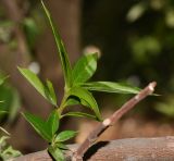 Bonellia macrocarpa