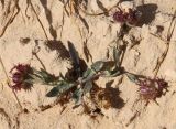 Calendula arvensis. Плодоносящее растение. Египет, между г. Эль-Дабаа и пос. Фука, сорняк на ячменном поле. 08.03.2017.