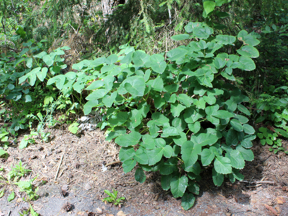 Изображение особи Laserpitium latifolium.