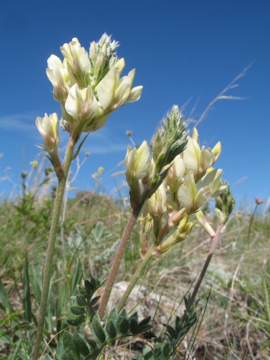 Изображение особи Oxytropis aulieatensis.