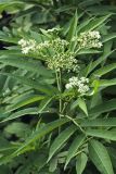 Sambucus ebulus
