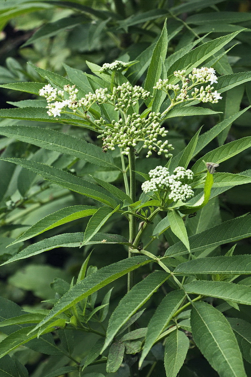 Image of Sambucus ebulus specimen.