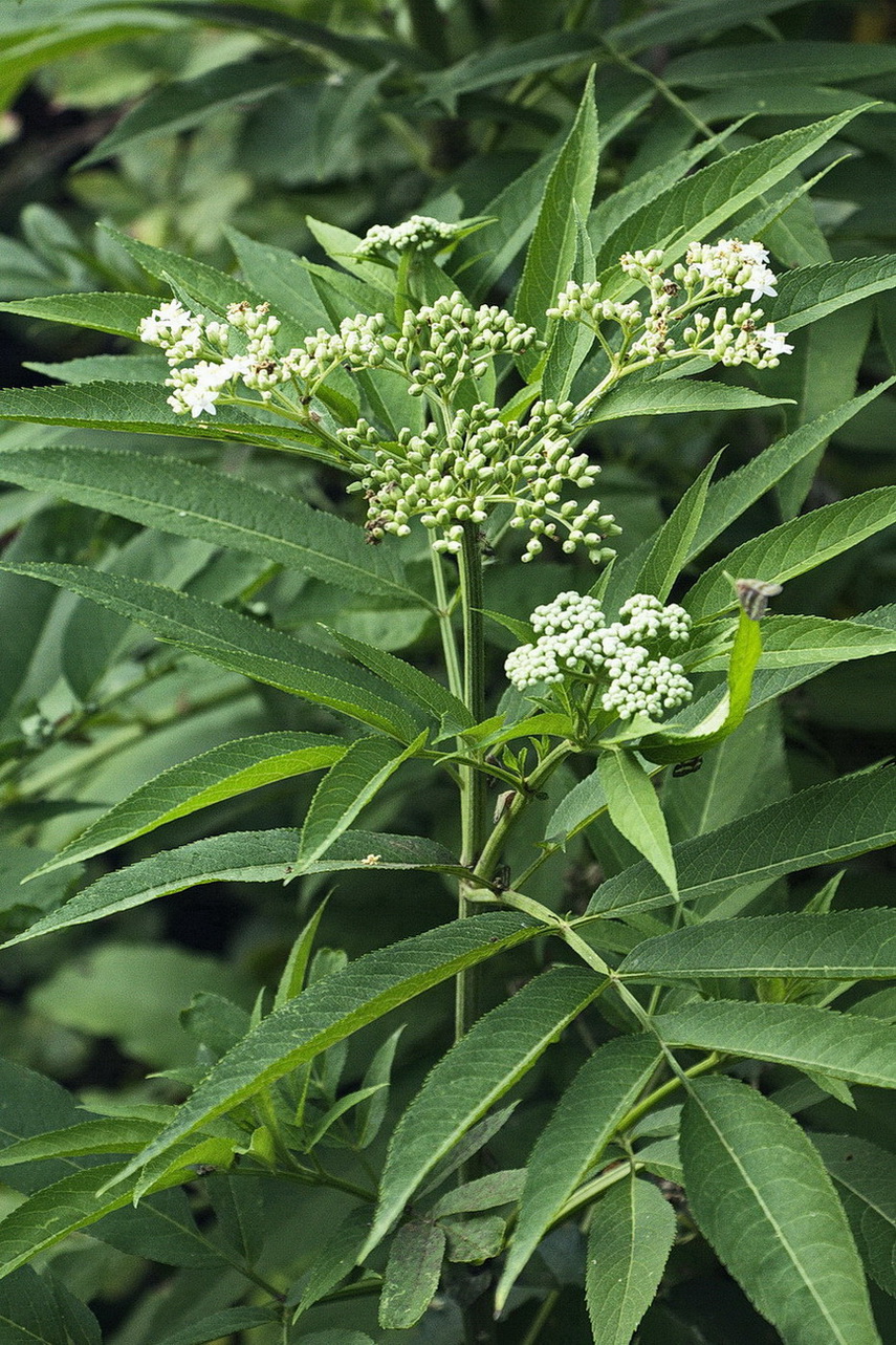 Изображение особи Sambucus ebulus.