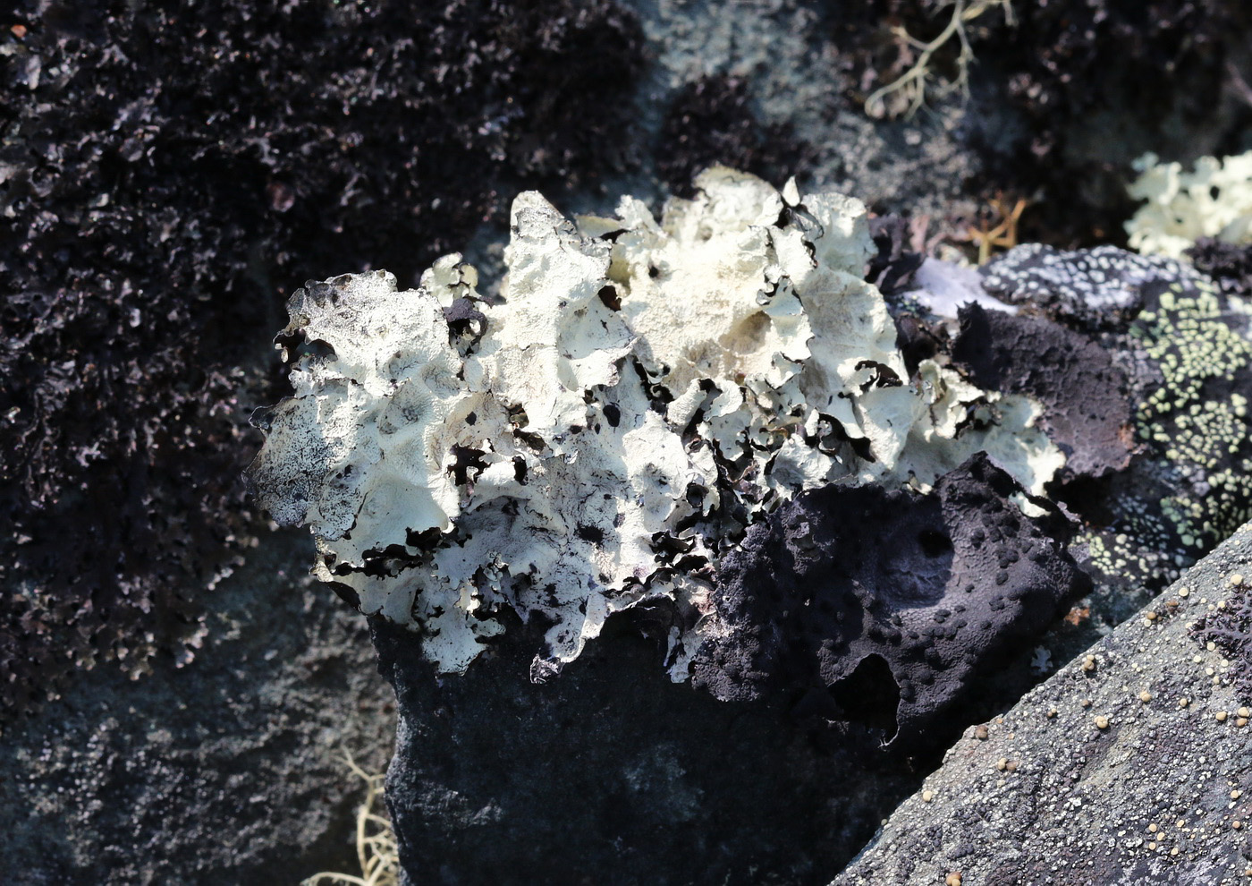 Изображение особи Asahinea chrysantha.