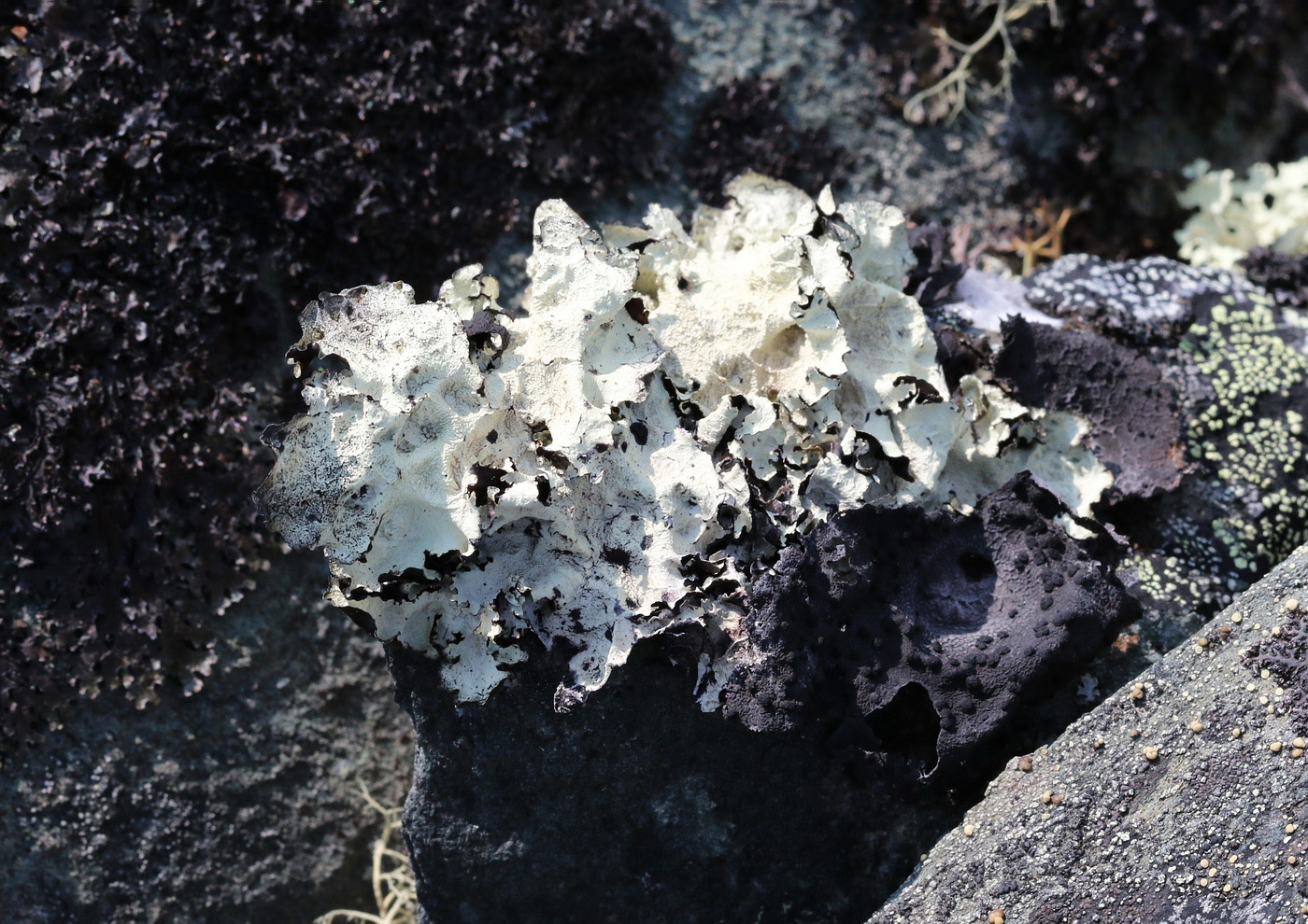 Image of Asahinea chrysantha specimen.