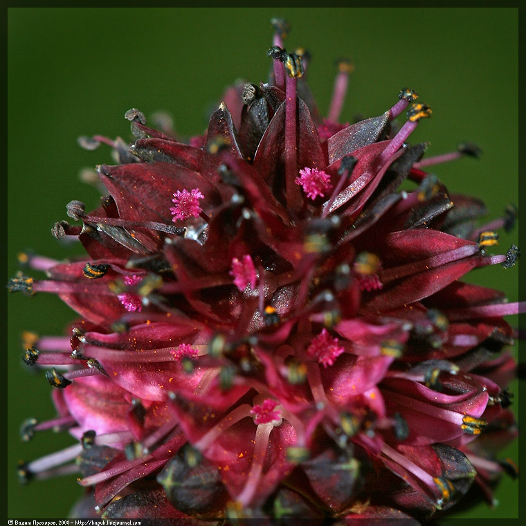 Изображение особи Sanguisorba officinalis.