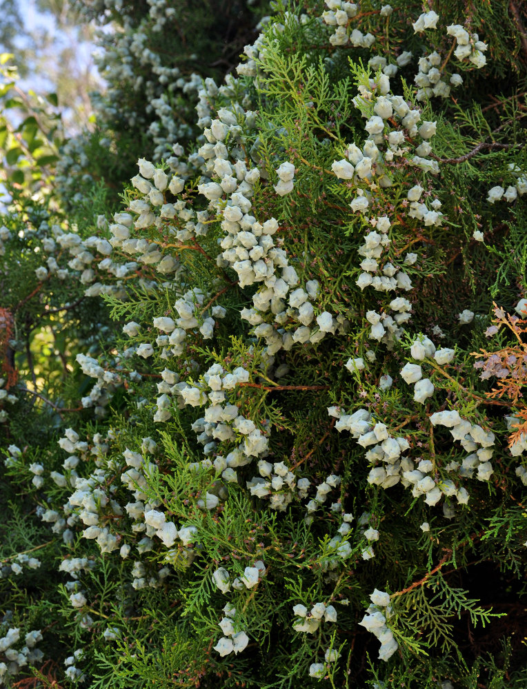 Изображение особи Platycladus orientalis.