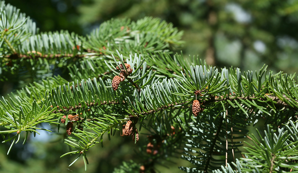 Изображение особи Picea omorika.