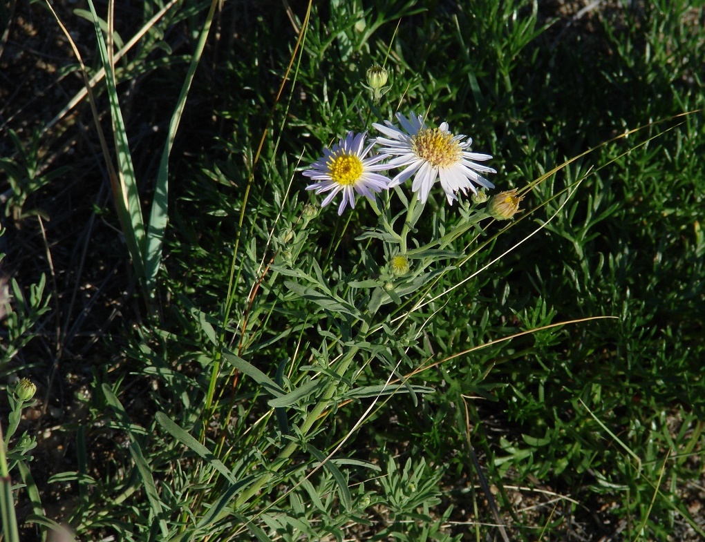 Изображение особи Heteropappus canescens.