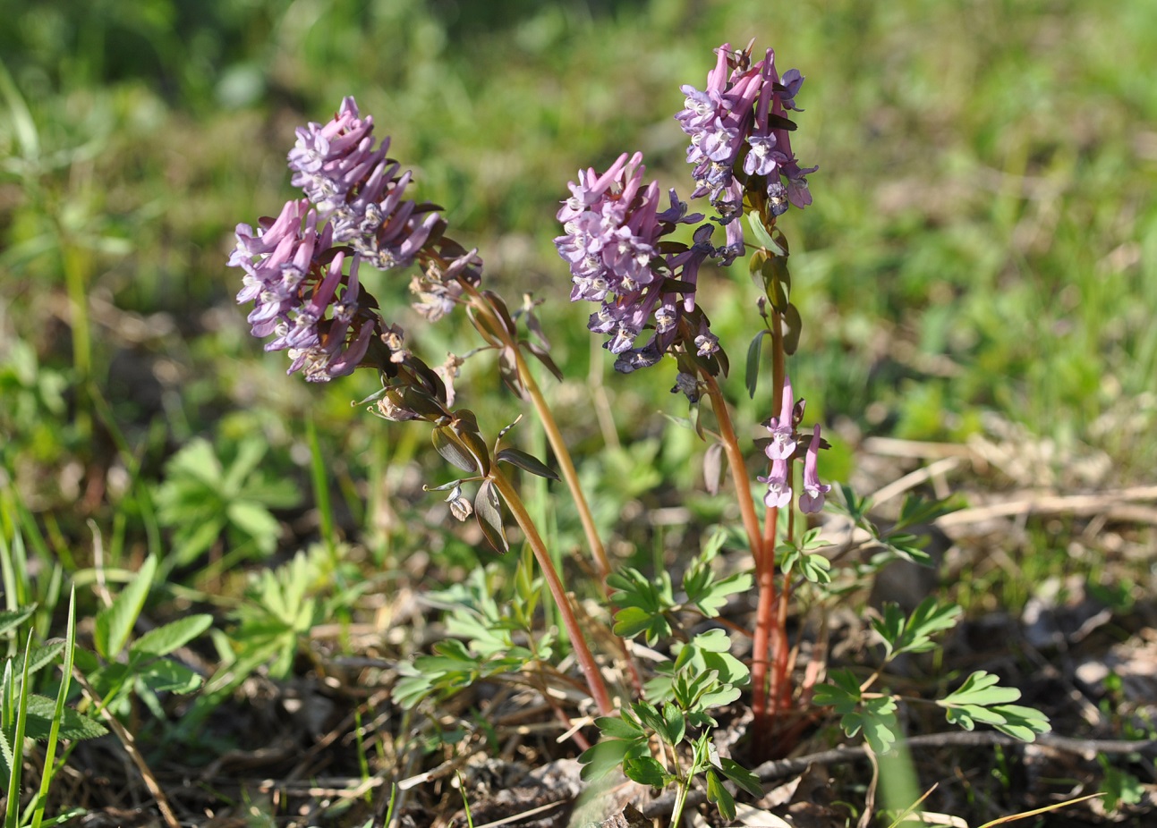 Изображение особи Corydalis solida.