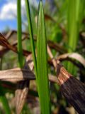 View full-size image Melica nutans