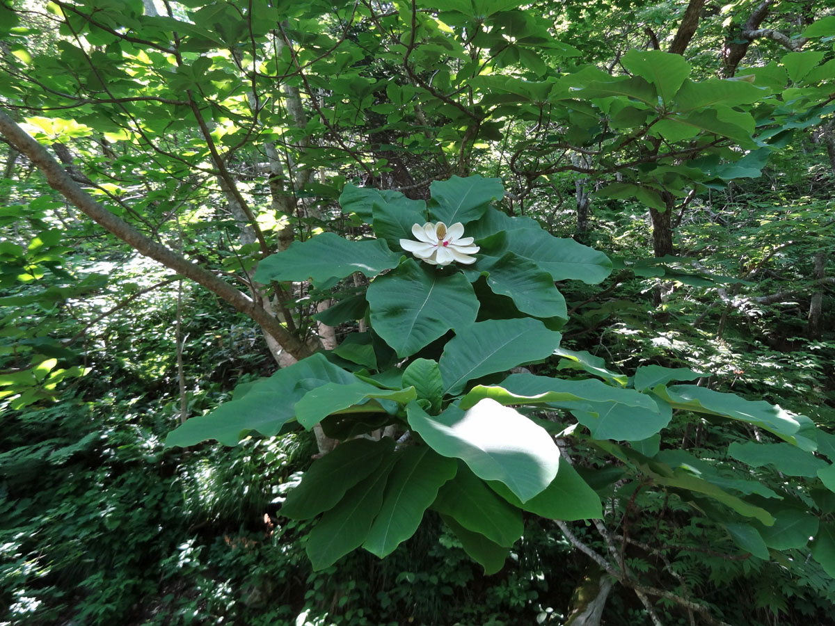 Изображение особи Magnolia hypoleuca.