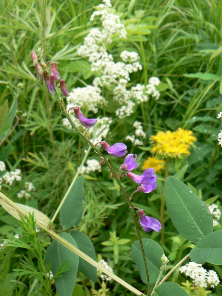 Изображение особи Vicia pseudorobus.