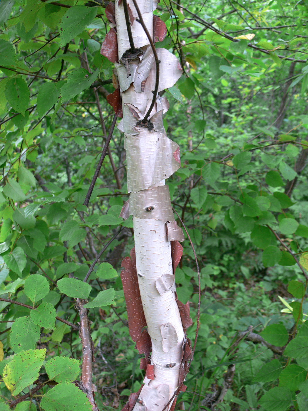 Image of Betula dauurica specimen.