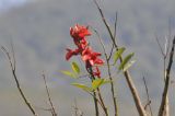 Erythrina crista-galli