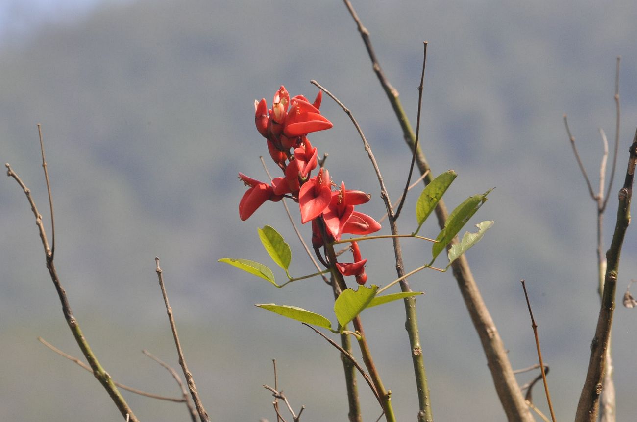 Изображение особи Erythrina crista-galli.