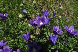 Campanula bellidifolia. Цветущие растения. Кабардино-Балкария, Эльбрусский р-н, верхняя часть долины р. Терскол, рядом с конечной мореной, выс. ок. 2500 м н.у.м. 02.07.2013.