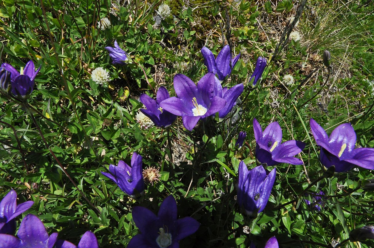 Image of Campanula bellidifolia specimen.