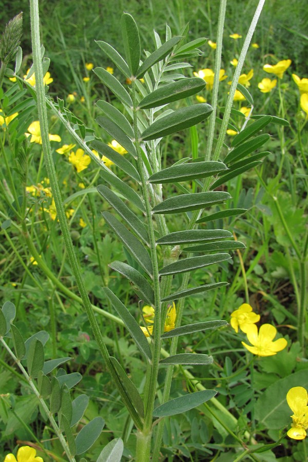 Image of Onobrychis viciifolia specimen.