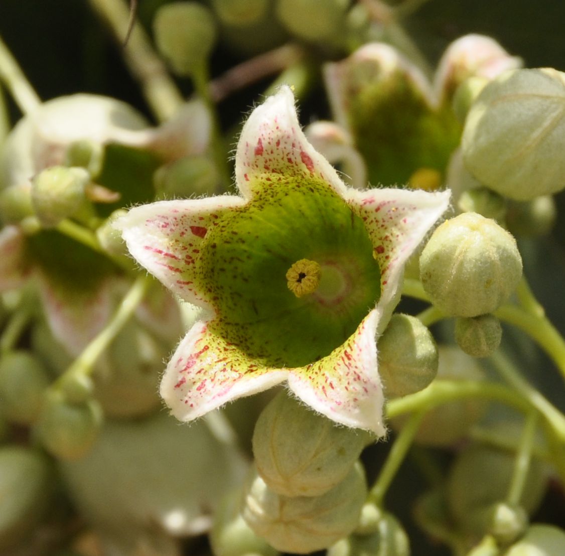 Изображение особи Brachychiton populneus.