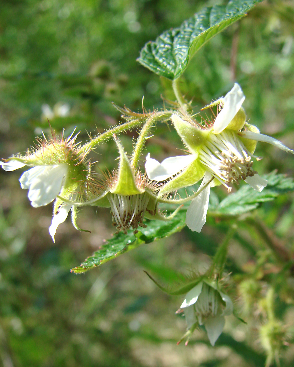 Изображение особи Rubus matsumuranus.