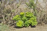 Euphorbia komaroviana