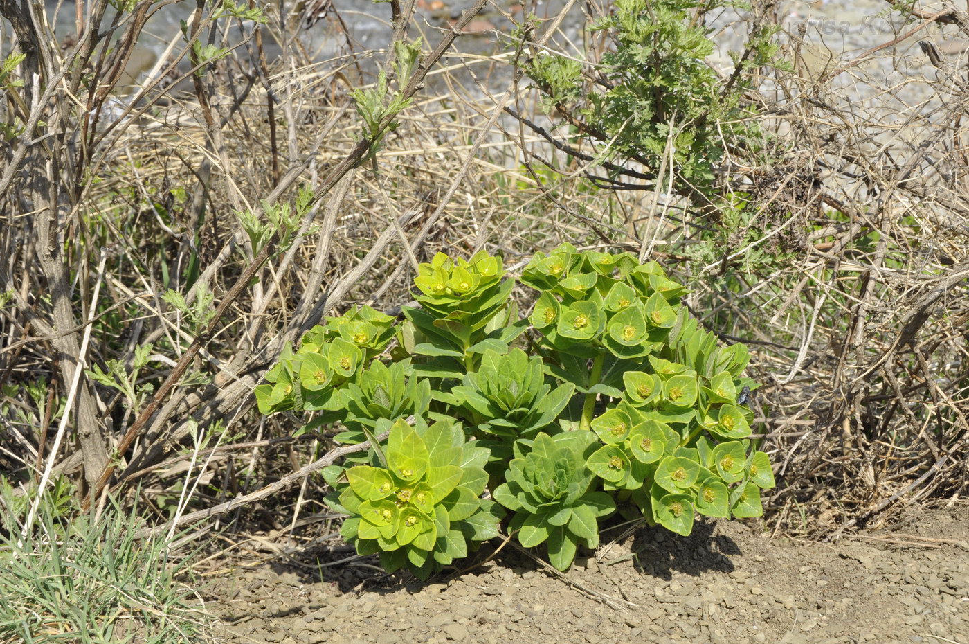 Изображение особи Euphorbia komaroviana.