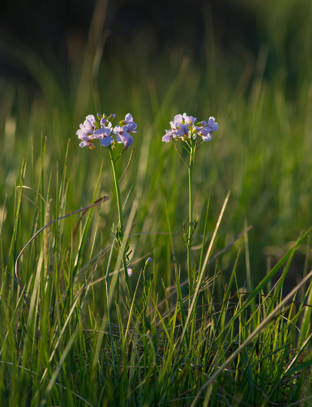 Изображение особи Cardamine pratensis.